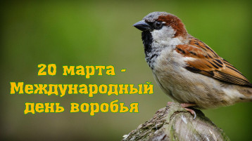 МЕЖДУНАРОДНЫЙ ДЕНЬ ВОРОБЬЯ МЕЖДУНАРОДНЫЙ ДЕНЬ ВОРОБЬЯ.